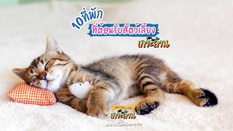 10 ที่พักเกาะล้าน ต้อนรับสัตว์เลี้ยง